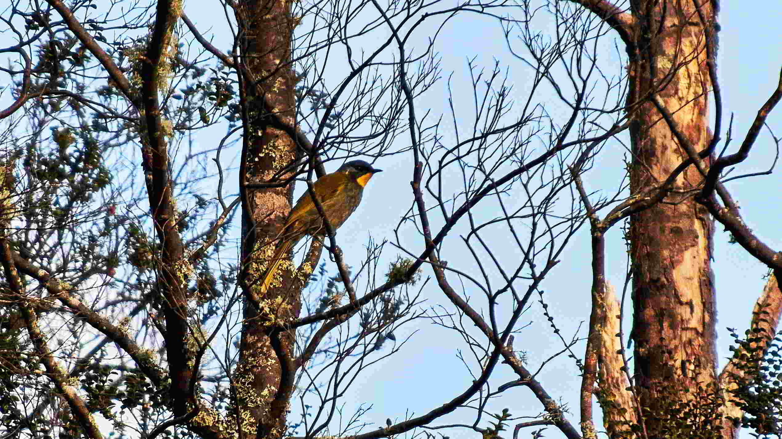 Tarkinegrove yellow throated honey eater