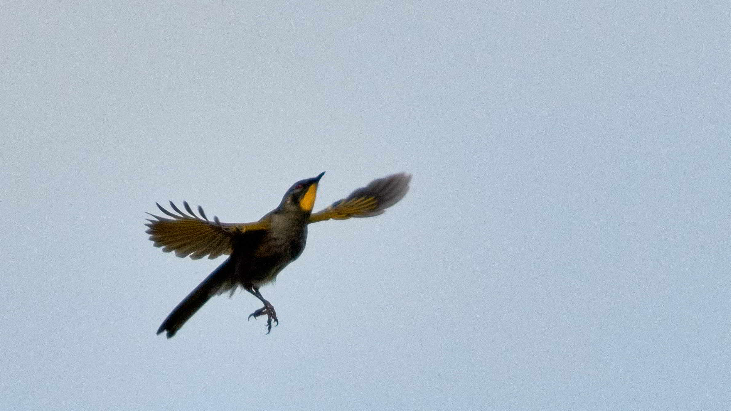 Tarkinegrove yellow throated honey eater