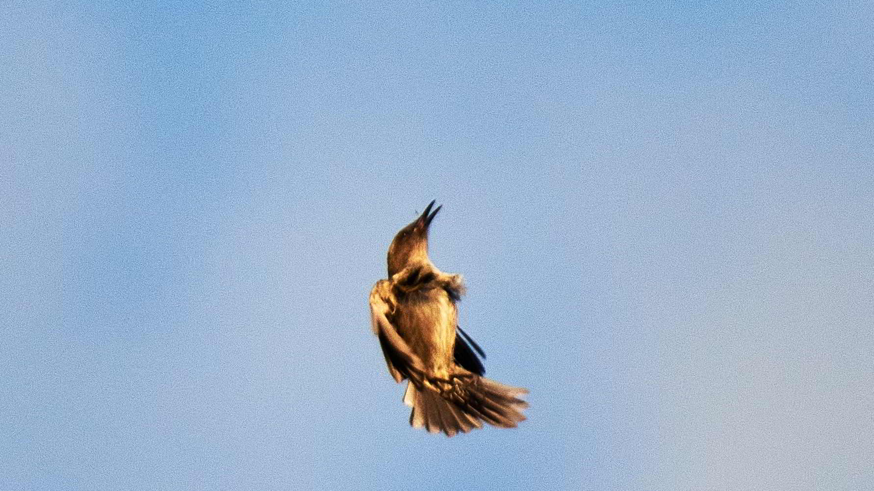 Tarkinegrove yellow throated honey eater