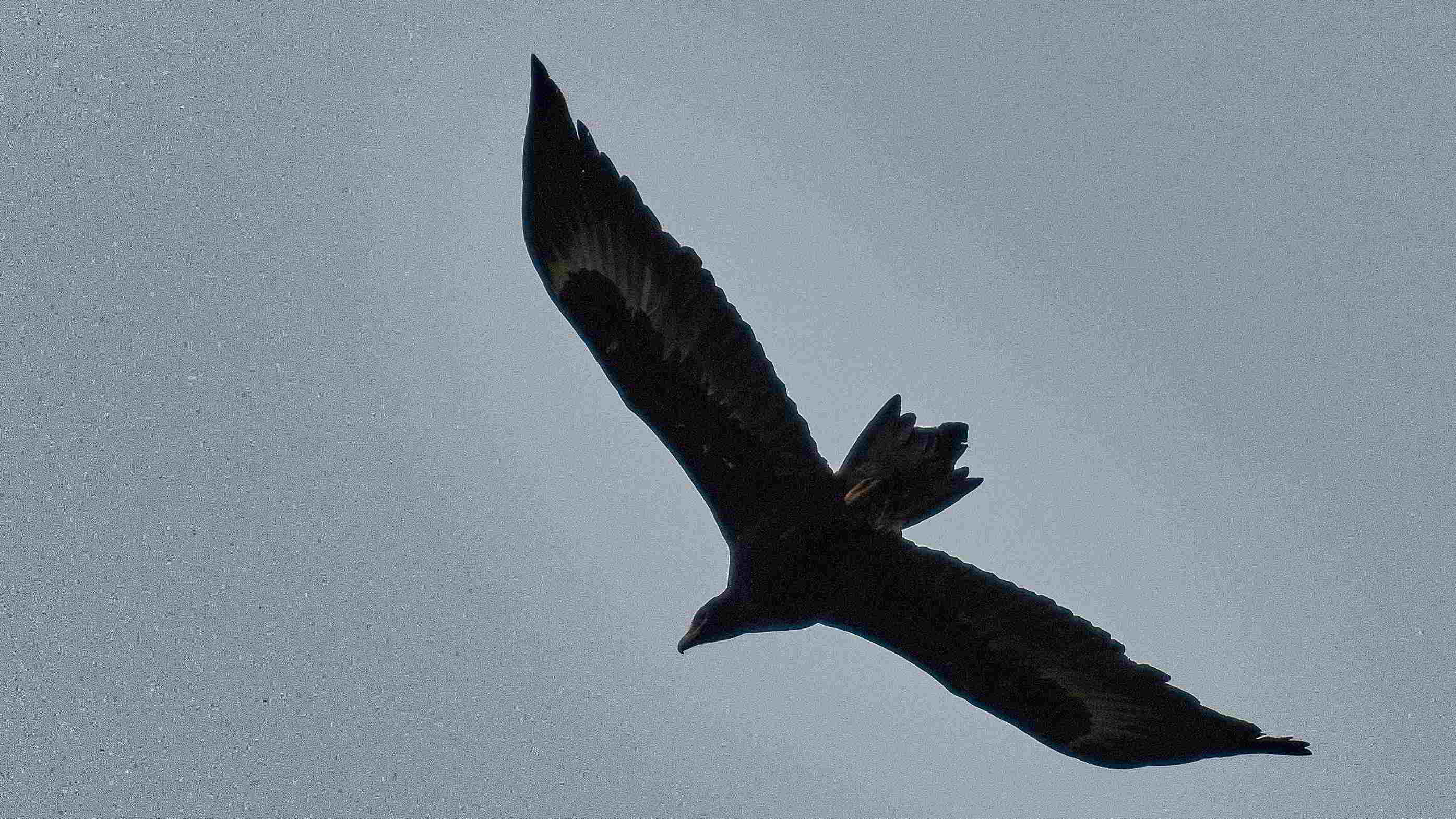 Tarkinegrove wedgetail eagle