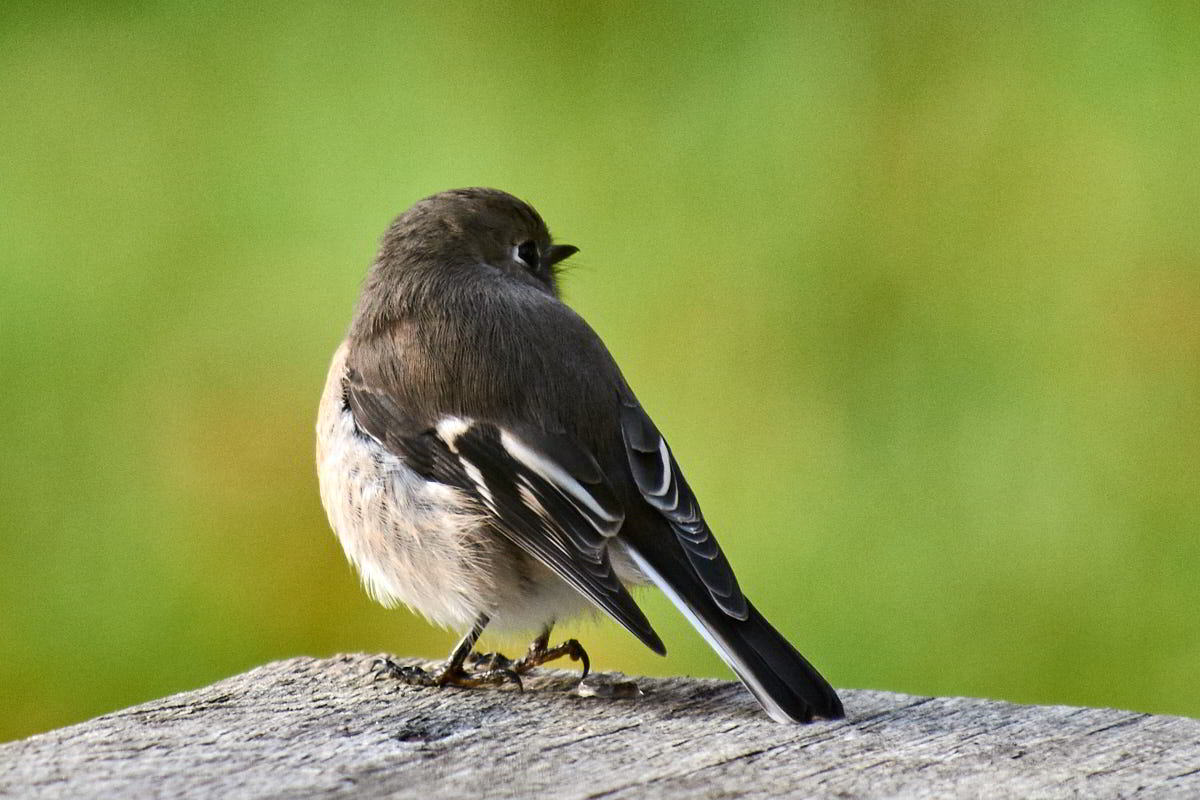Tarkinegrove willy wagtail