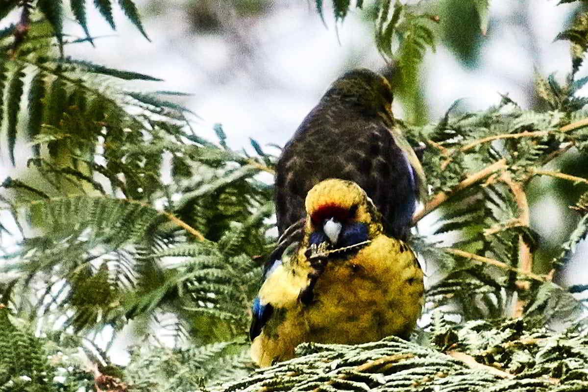 Tarkinegrove green rosella