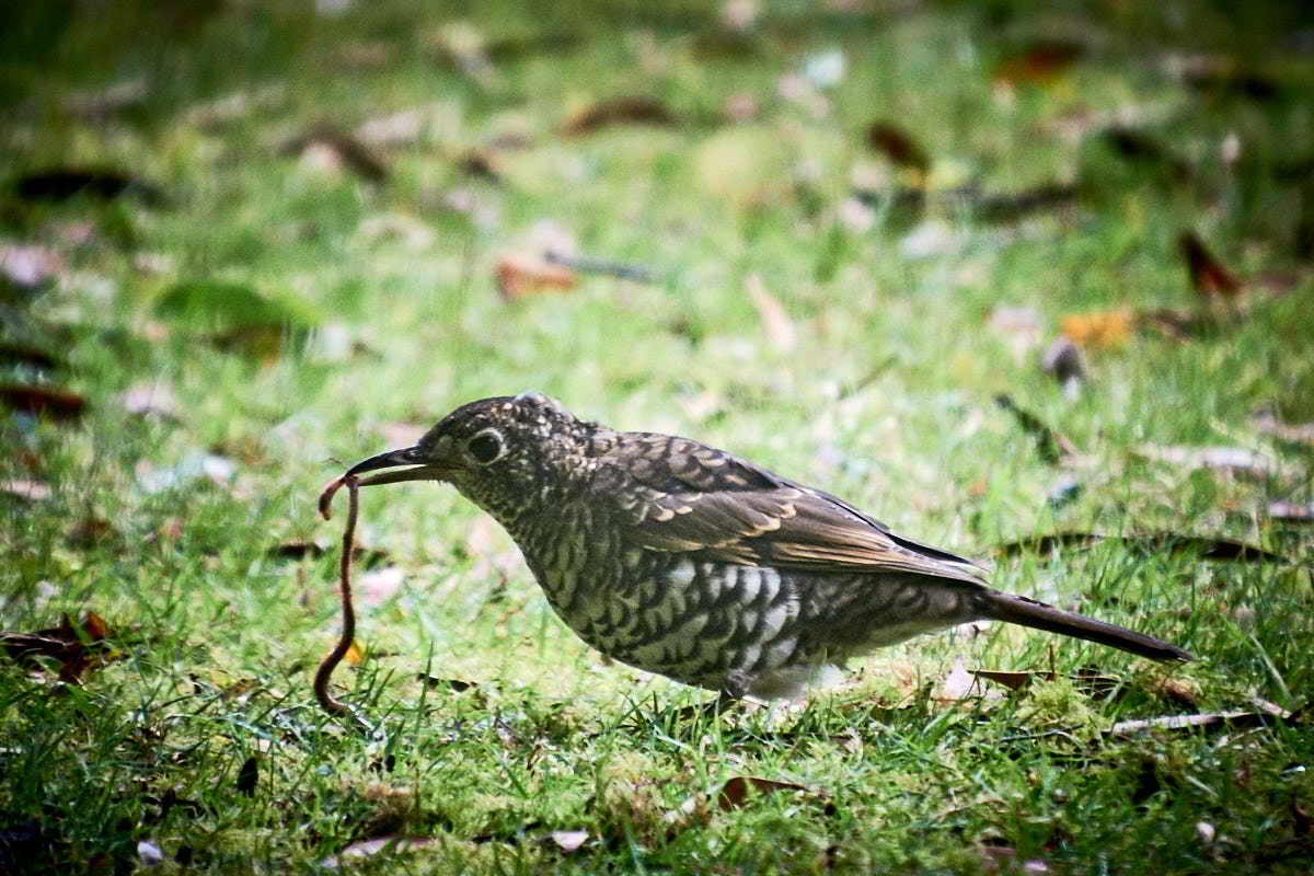 Tarkinegrove bassian thrush