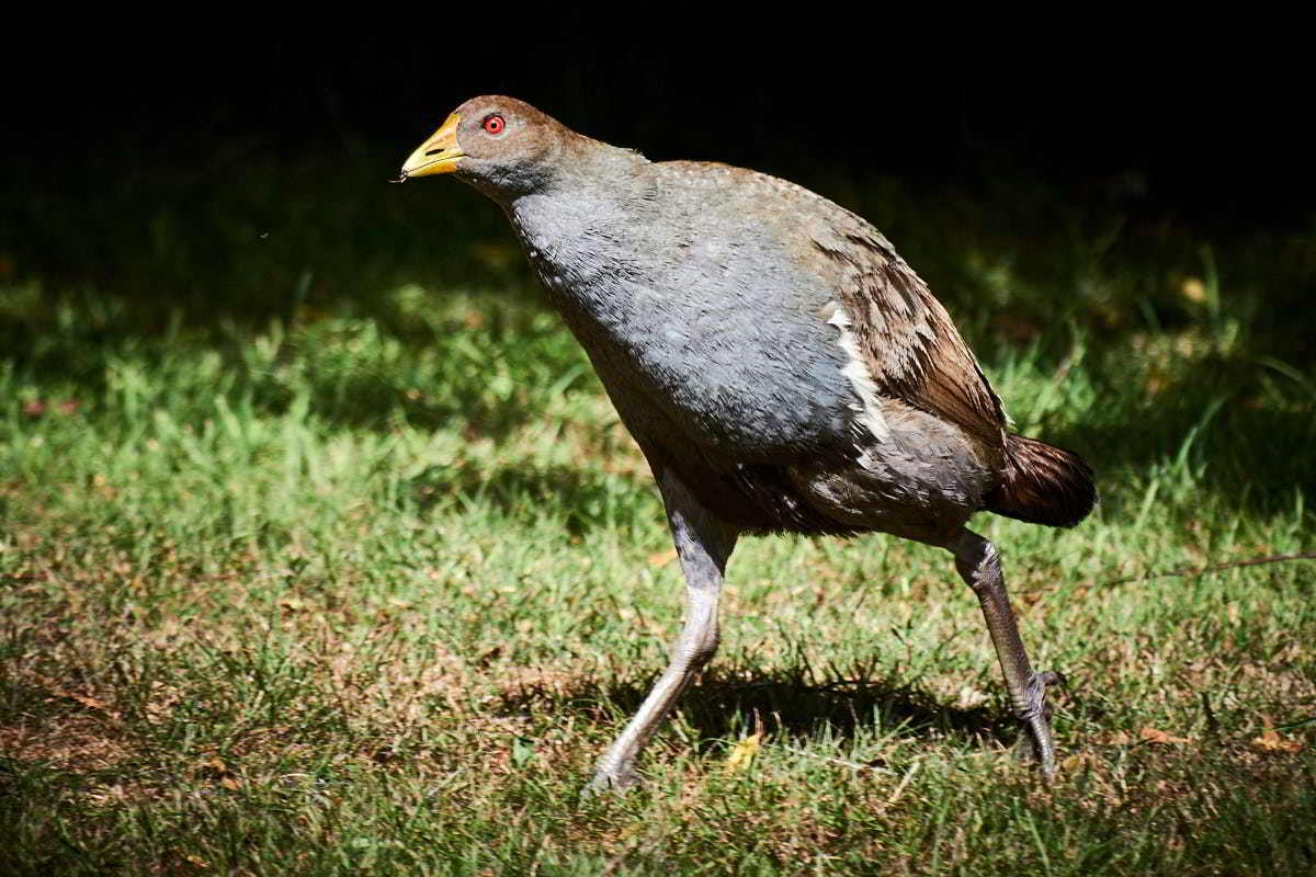 Tarkinegrove tasmanian native hen