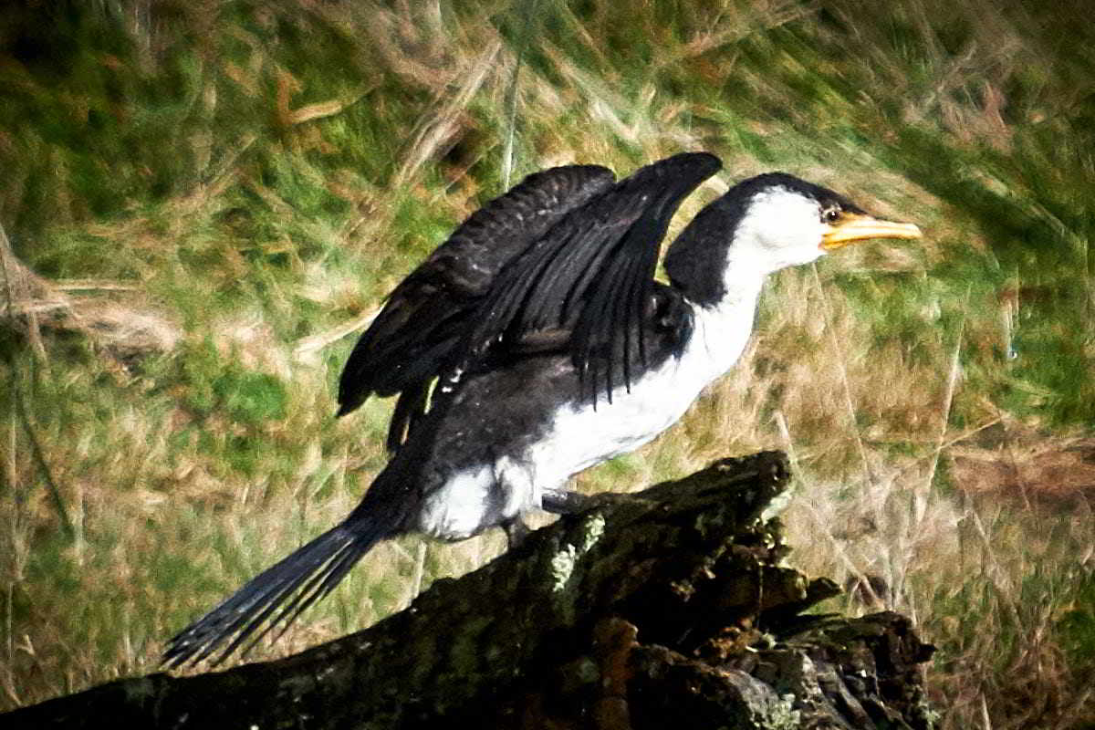 Tarkinegrove little cormorant