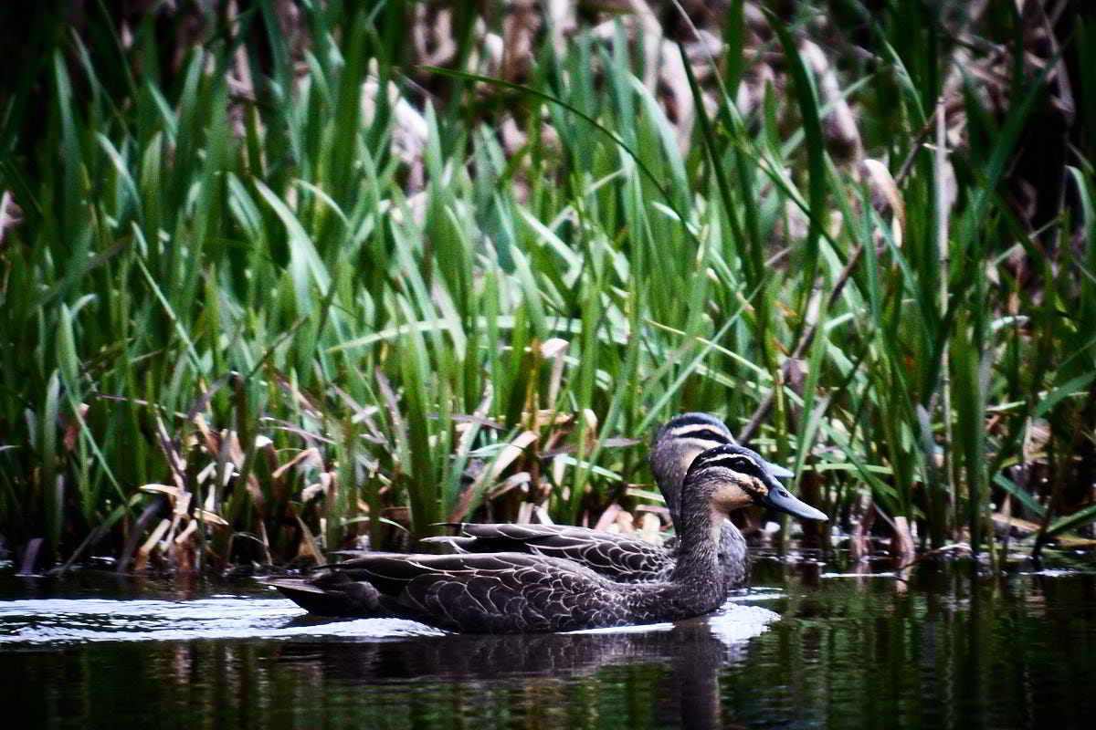 Tarkinegrove black ducks