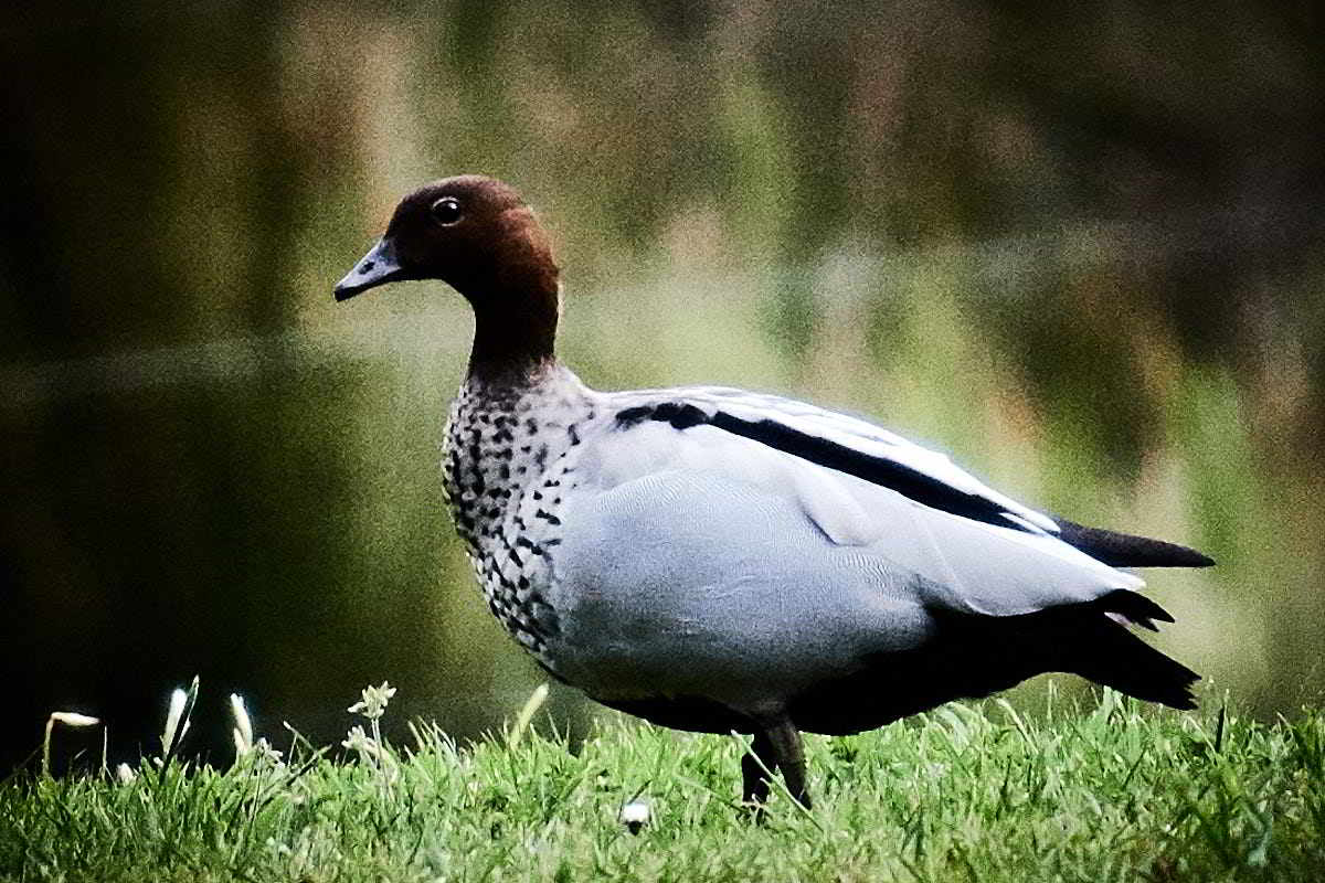 Tarkinegrove wood duck