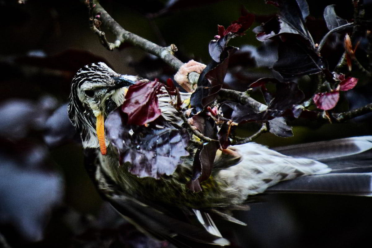 Tarkinegrove yellow wattle bird