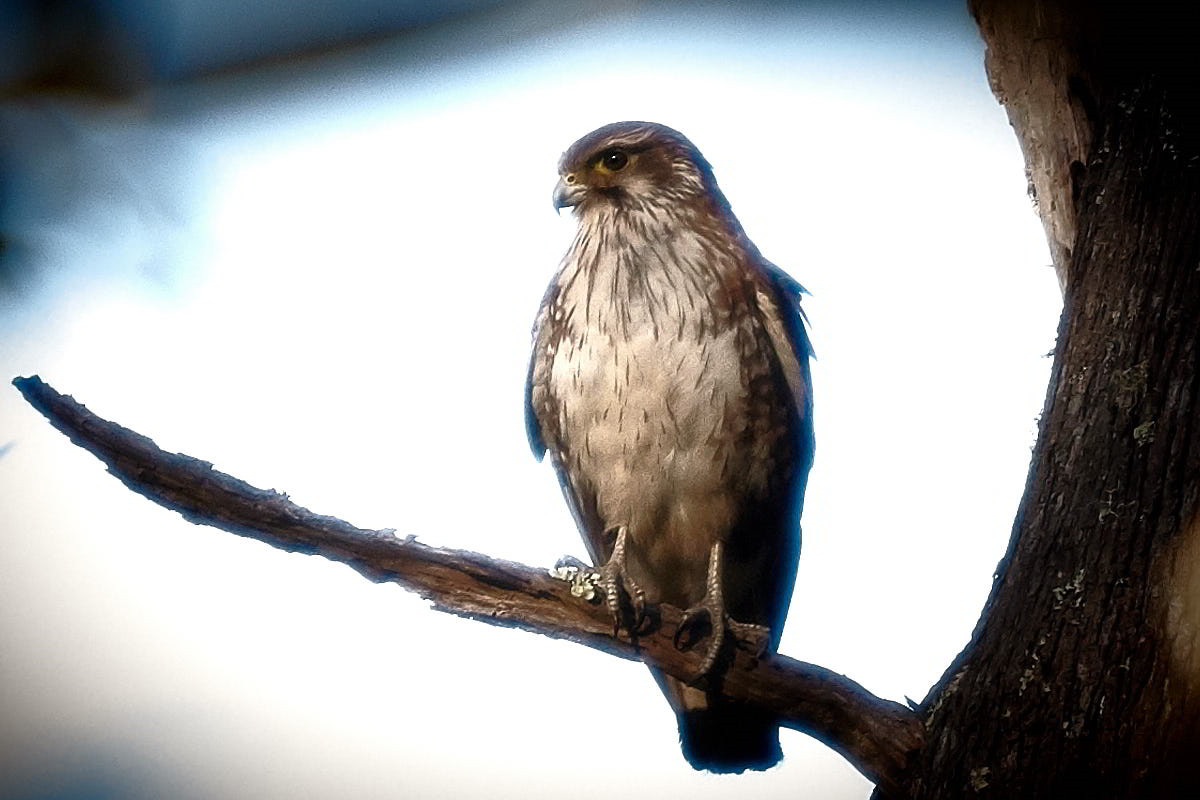 Tarkinegrove brown falcon