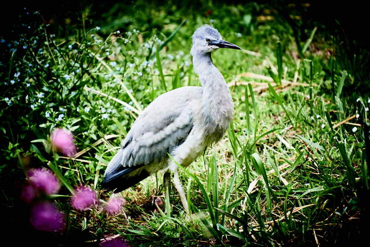 Tarkinegrove white faced ibis