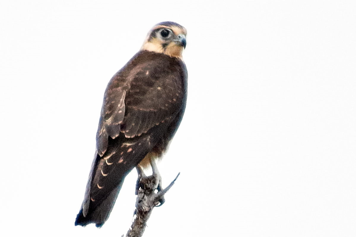Tarkinegrove brown falcon