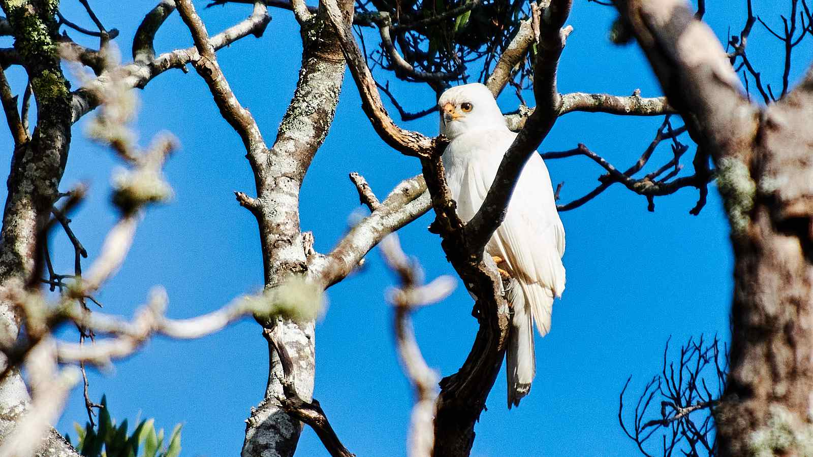 Tarkinegrove grey goshawk