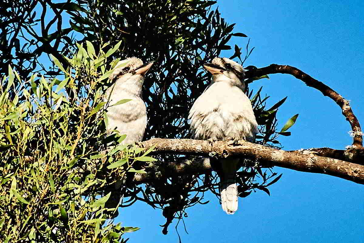 Tarkinegrove kookaburra