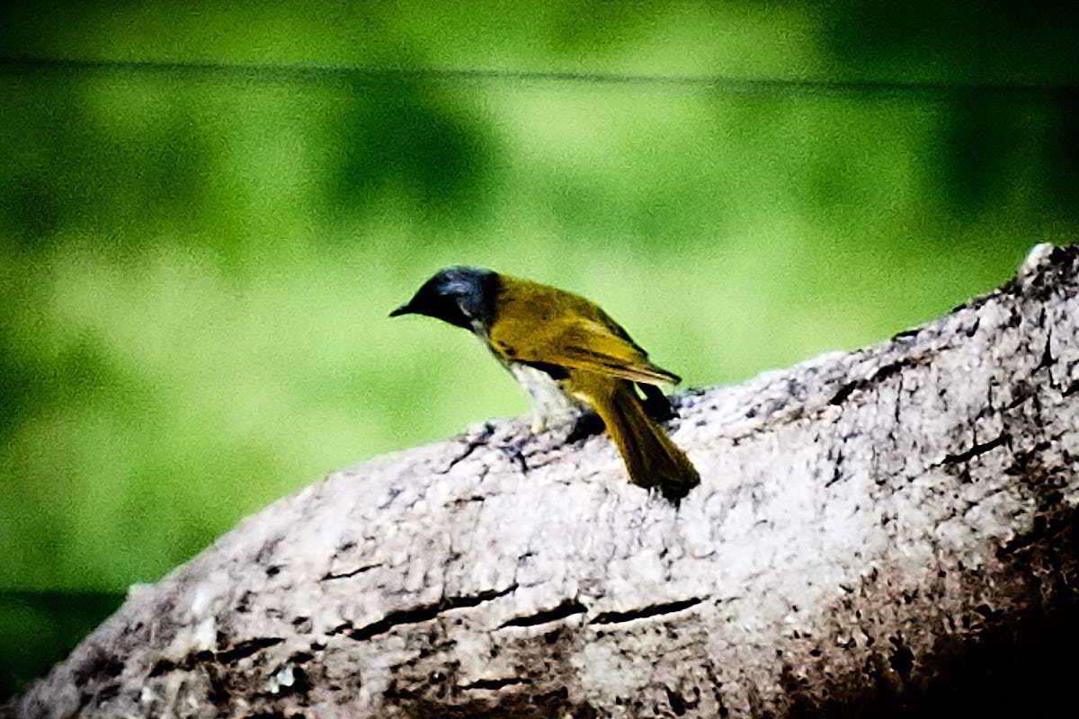 Tarkinegrove yellow throated honeyeater