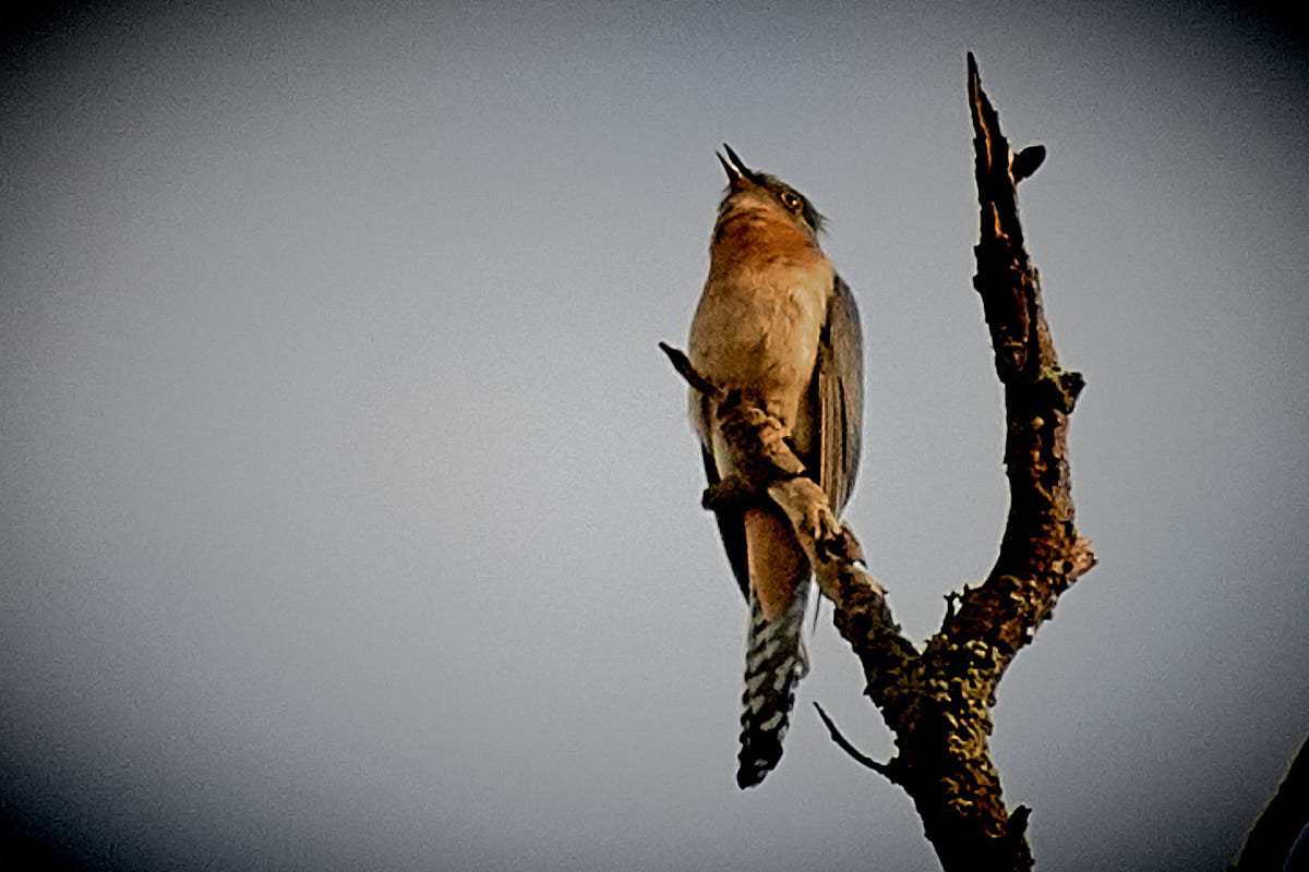 Tarkinegrove fantail cuckoo