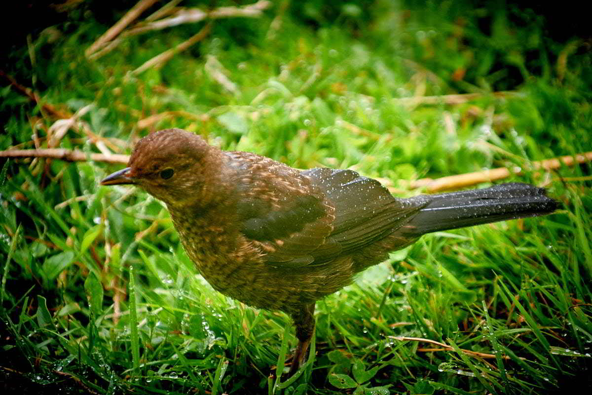 Tarkinegrove bassian thrush