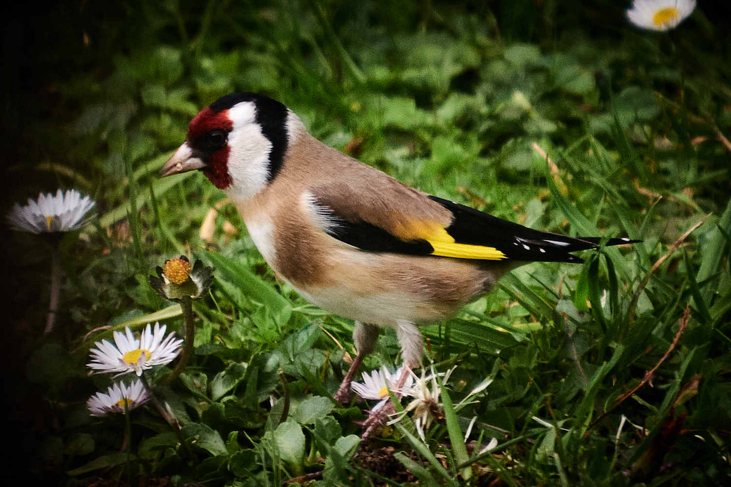 Tarkinegrove gold finch