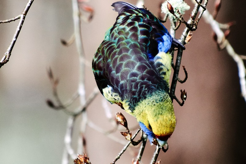 Tarkinegrove green rosella