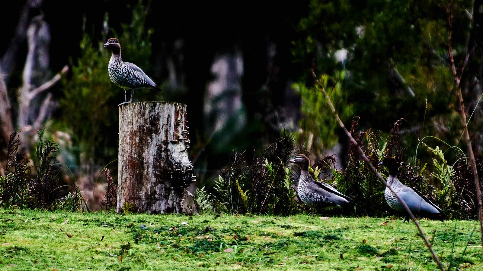Tarkinegrove wood duck