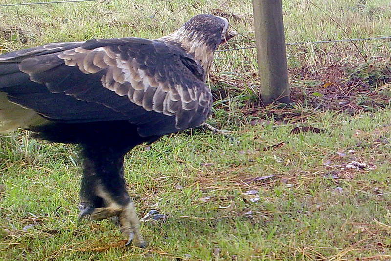 Tarkinegrove wedgetail egale