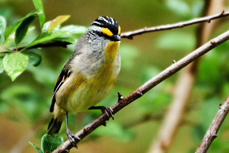 Tarkinegrove pardalote