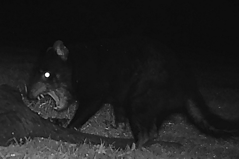 Tarkinegrove tassie devil