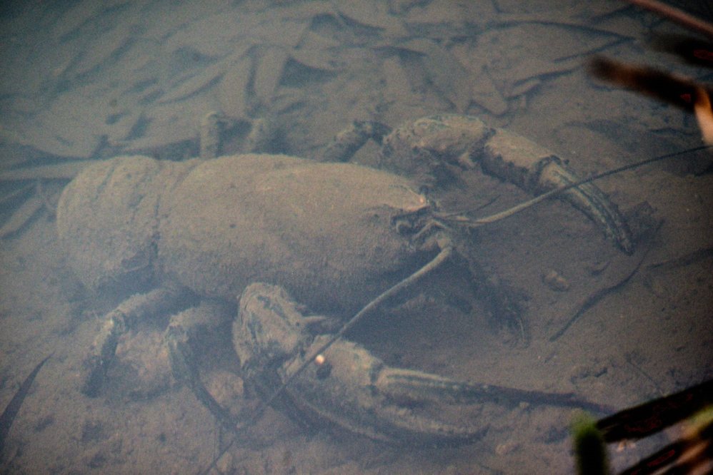 Tarkinegrove fresh water lobster