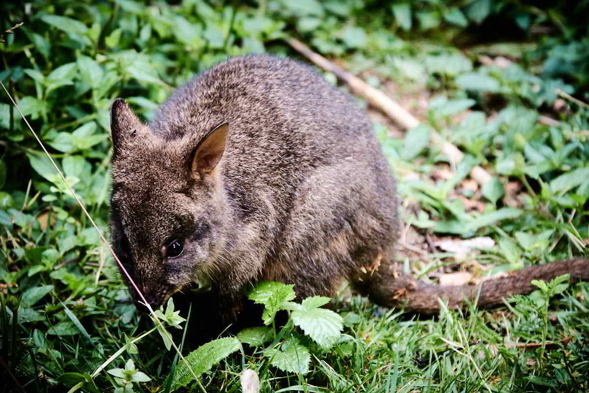 Tarkinegrove wallaby