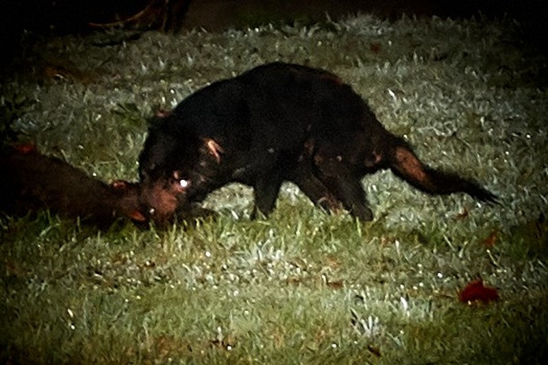 Tarkinegrove tassie devil
