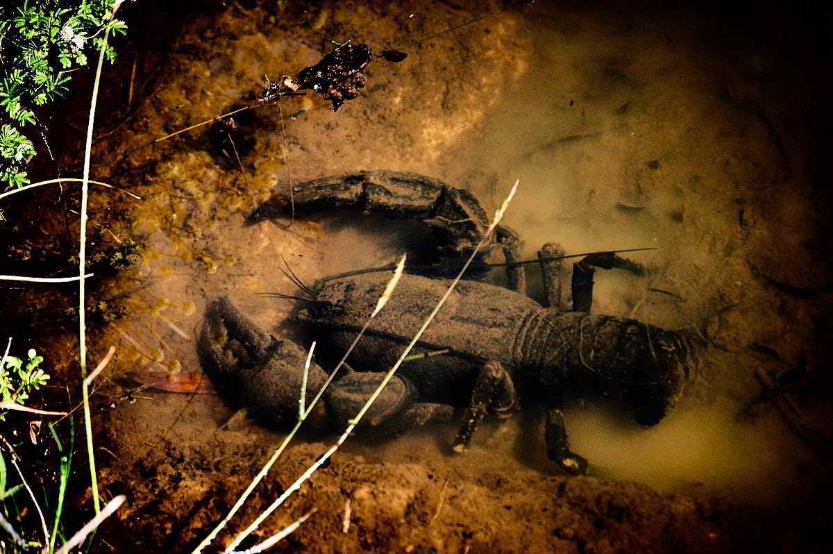 Tarkinegrove fresh water lobster