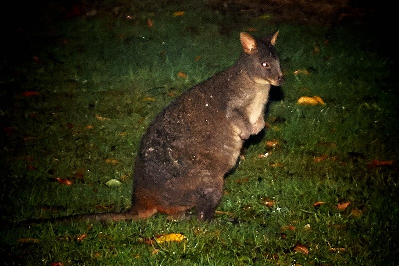Tarkinegrove wallaby