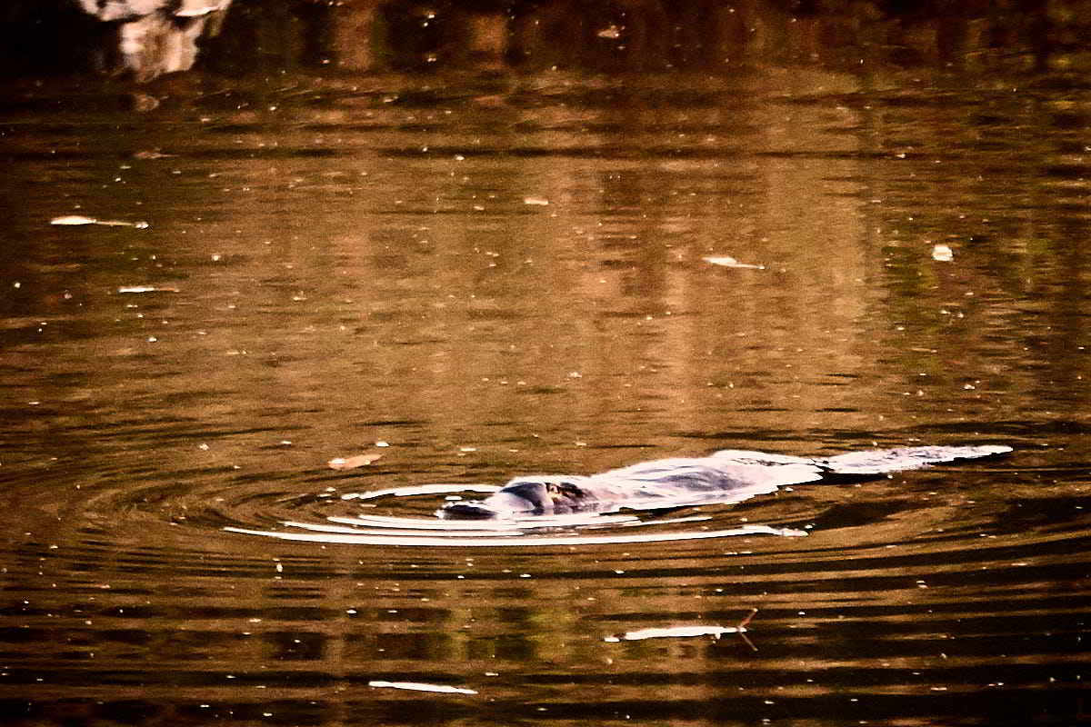 Tarkinegrove platypus