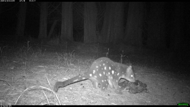 Tarkinegrove quoll