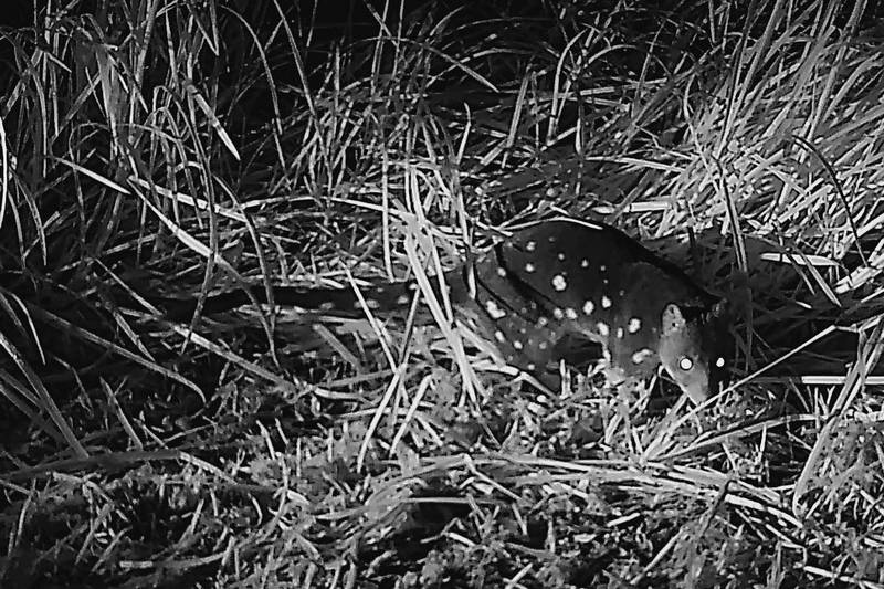 Tarkinegrove quoll
