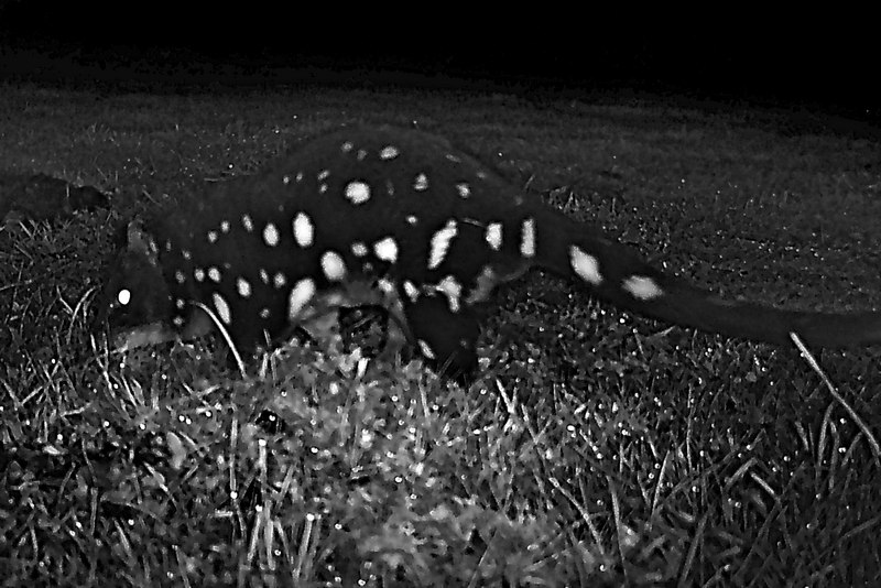 Tarkinegrove quoll