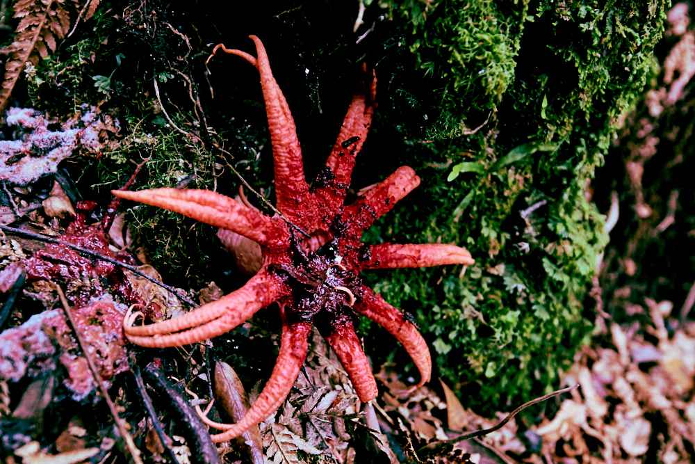Aseroe rubra