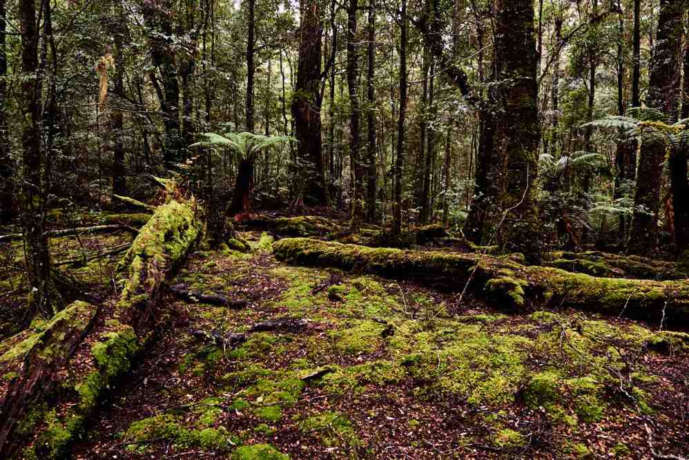 Balfour track