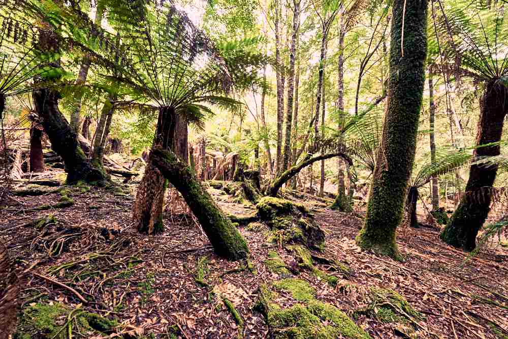 Tarkine Tree Ferns