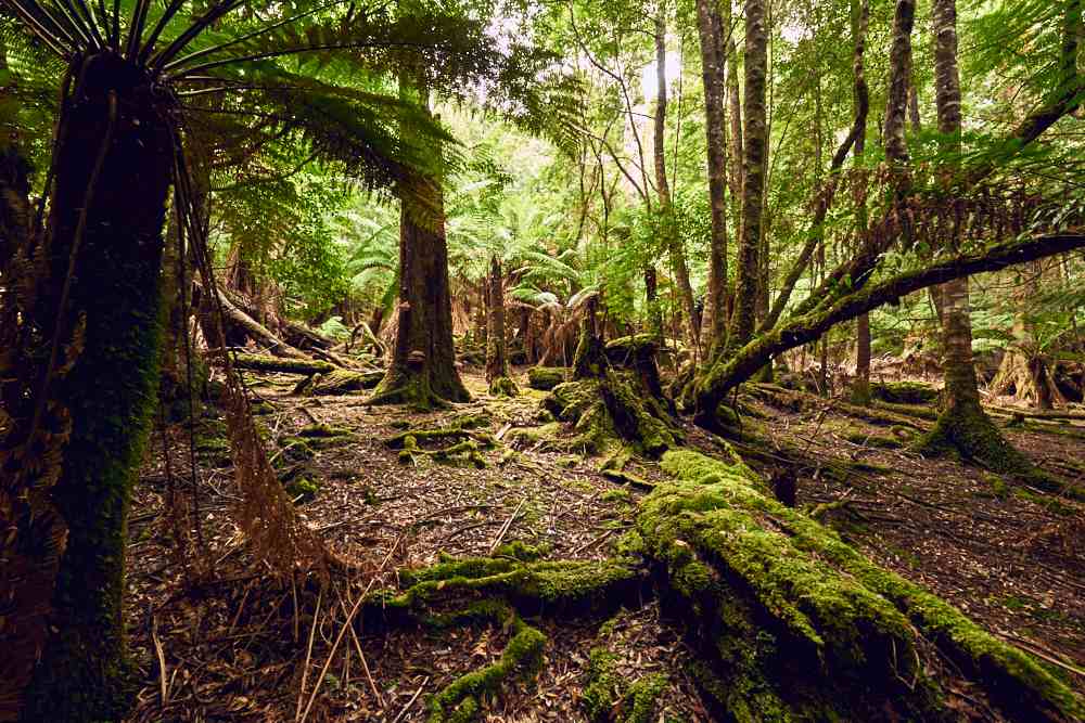 tree/man ferns