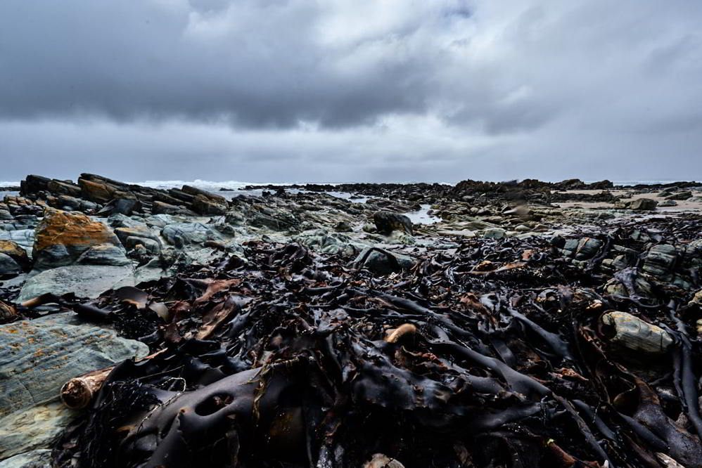 Bull Kelp Wild Great Southern Ocean